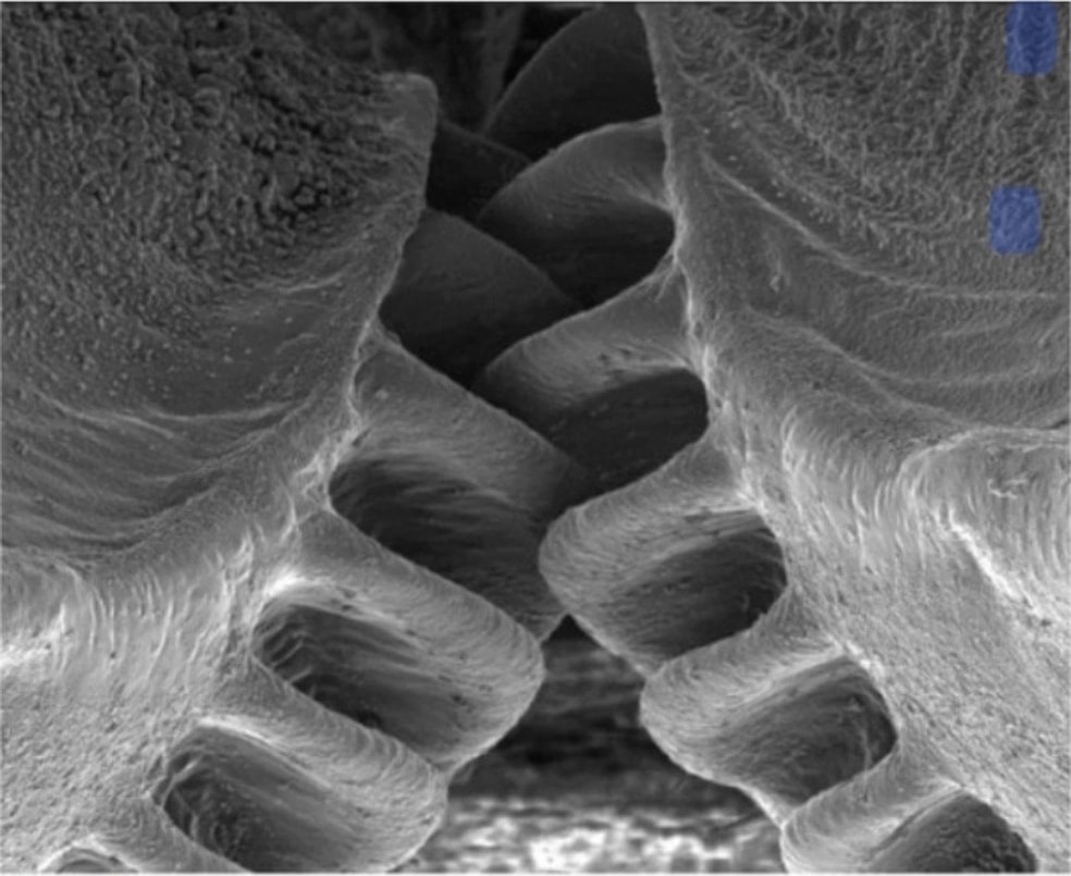 Elektronenmikroskop Aufnahme, Insektenzahnraeder, 20 Mikrometer